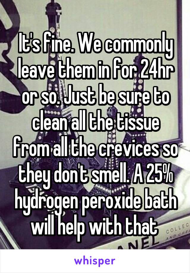 It's fine. We commonly leave them in for 24hr or so. Just be sure to clean all the tissue from all the crevices so they don't smell. A 25% hydrogen peroxide bath will help with that 