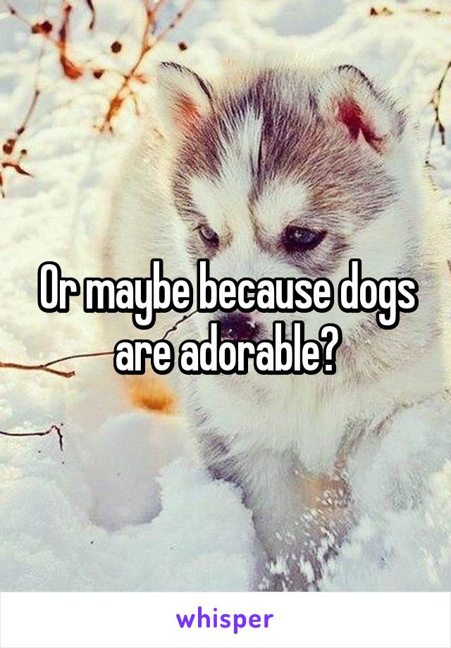 Or maybe because dogs are adorable?
