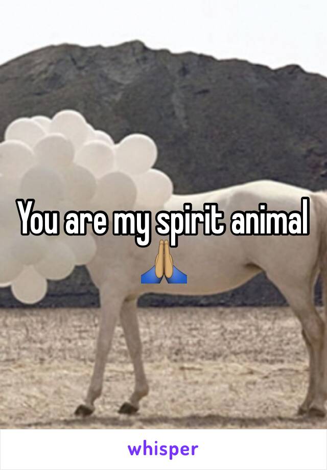 You are my spirit animal 🙏🏽