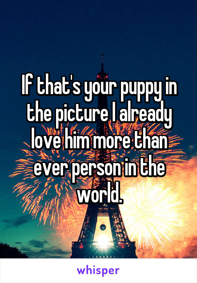 If that's your puppy in the picture I already love him more than ever person in the world.