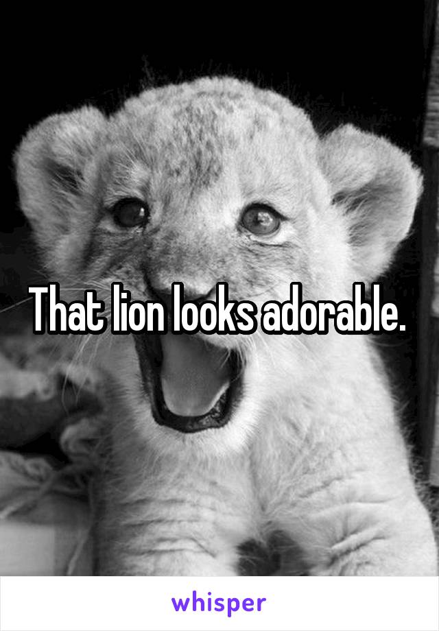 That lion looks adorable. 