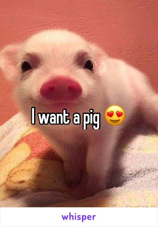 I want a pig 😍