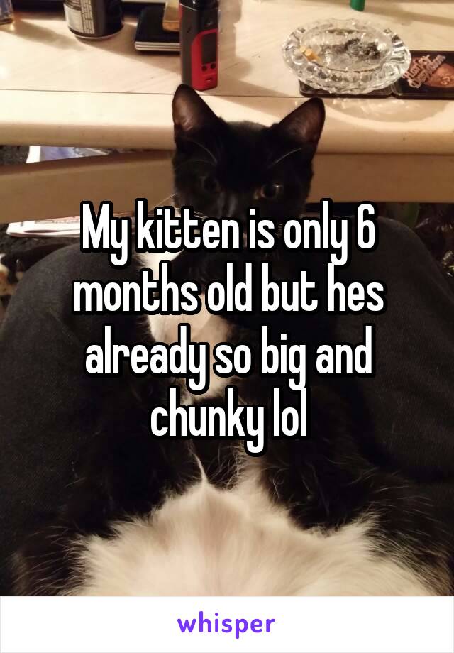 My kitten is only 6 months old but hes already so big and chunky lol