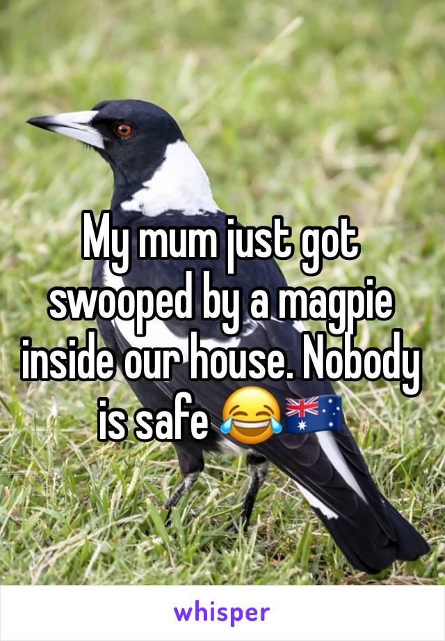 My mum just got swooped by a magpie inside our house. Nobody is safe 😂🇦🇺