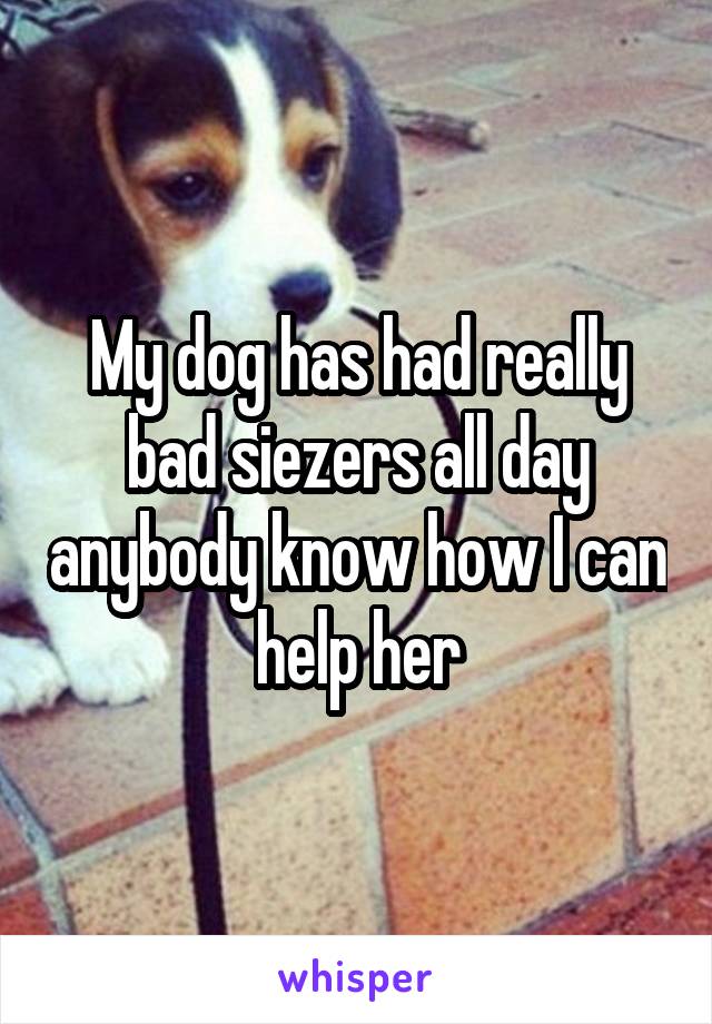 My dog has had really bad siezers all day anybody know how I can help her