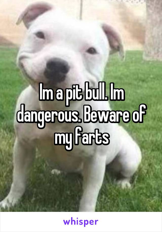 Im a pit bull. Im dangerous. Beware of my farts