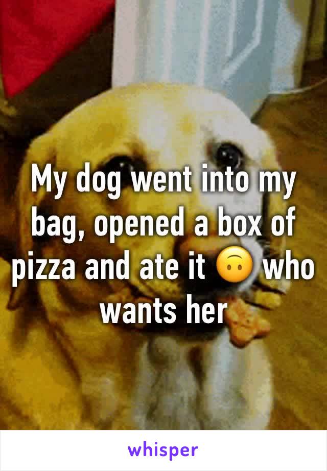 My dog went into my bag, opened a box of pizza and ate it 🙃 who wants her 