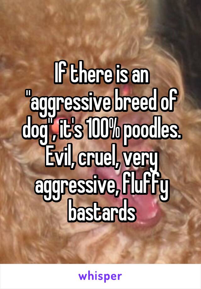 If there is an "aggressive breed of dog", it's 100% poodles.
Evil, cruel, very aggressive, fluffy bastards