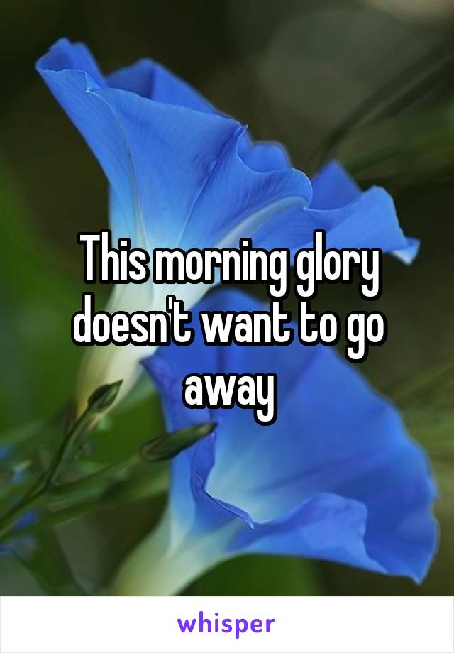 This morning glory doesn't want to go away