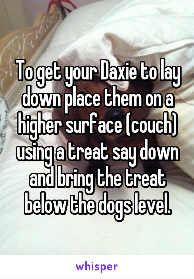 To get your Daxie to lay down place them on a higher surface (couch) using a treat say down and bring the treat below the dogs level.