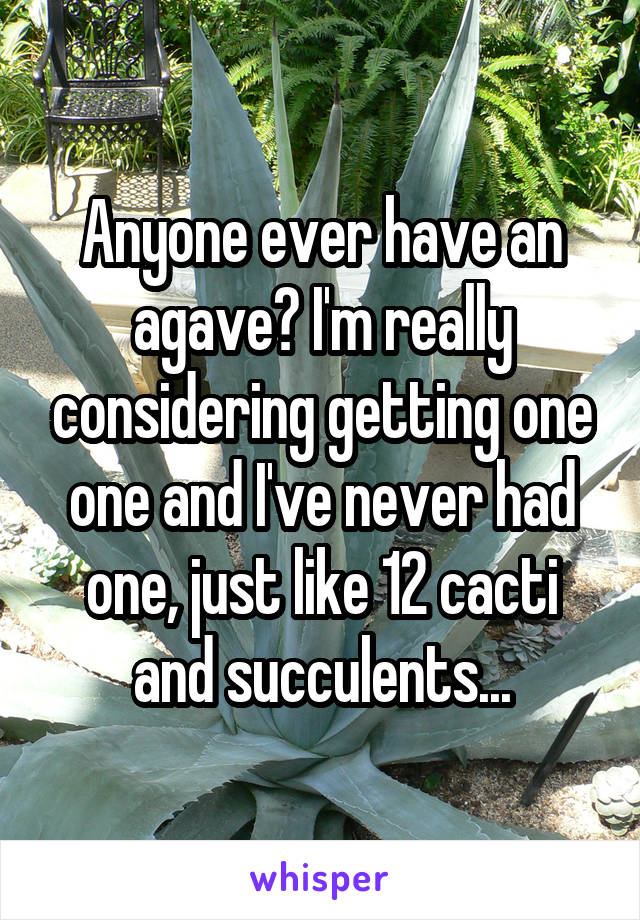 Anyone ever have an agave? I'm really considering getting one one and I've never had one, just like 12 cacti and succulents...