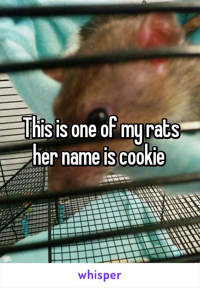 This is one of my rats her name is cookie 