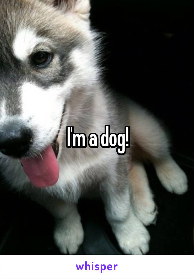 I'm a dog!