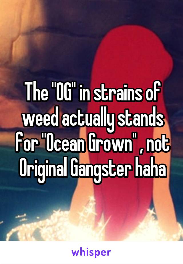 The "OG" in strains of weed actually stands for "Ocean Grown" , not Original Gangster haha