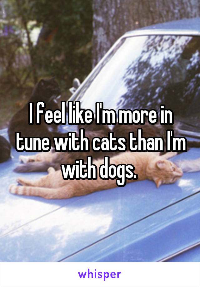 I feel like I'm more in tune with cats than I'm with dogs. 