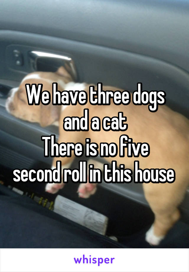 We have three dogs and a cat
There is no five second roll in this house 