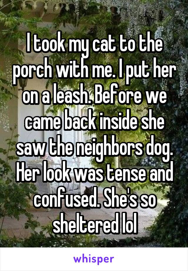 I took my cat to the porch with me. I put her on a leash. Before we came back inside she saw the neighbors dog. Her look was tense and confused. She's so sheltered lol