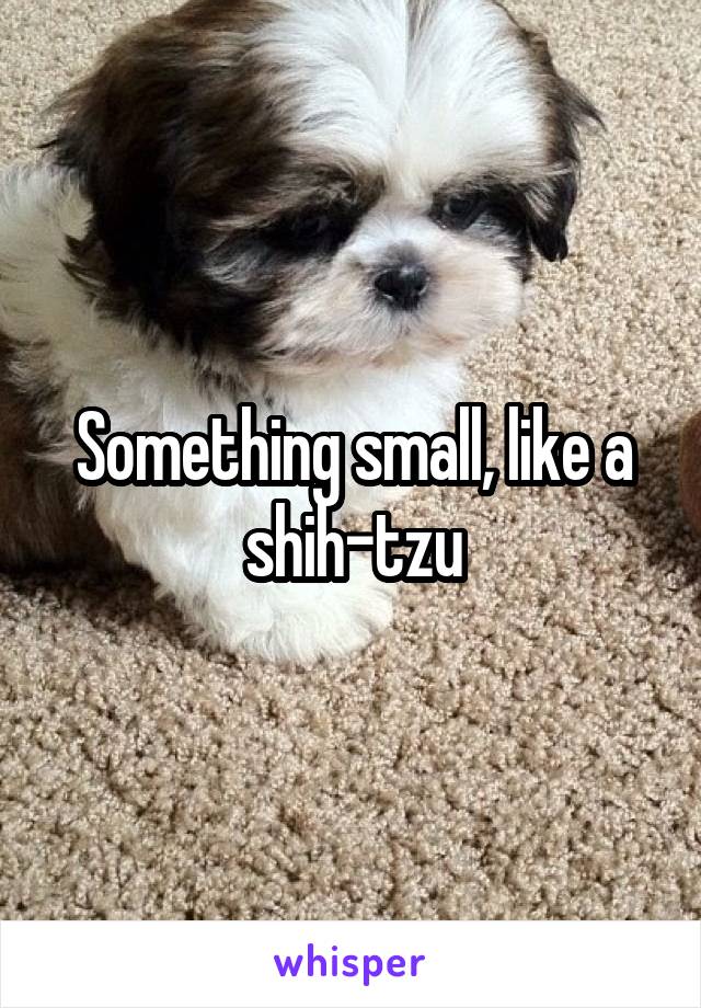 Something small, like a shih-tzu