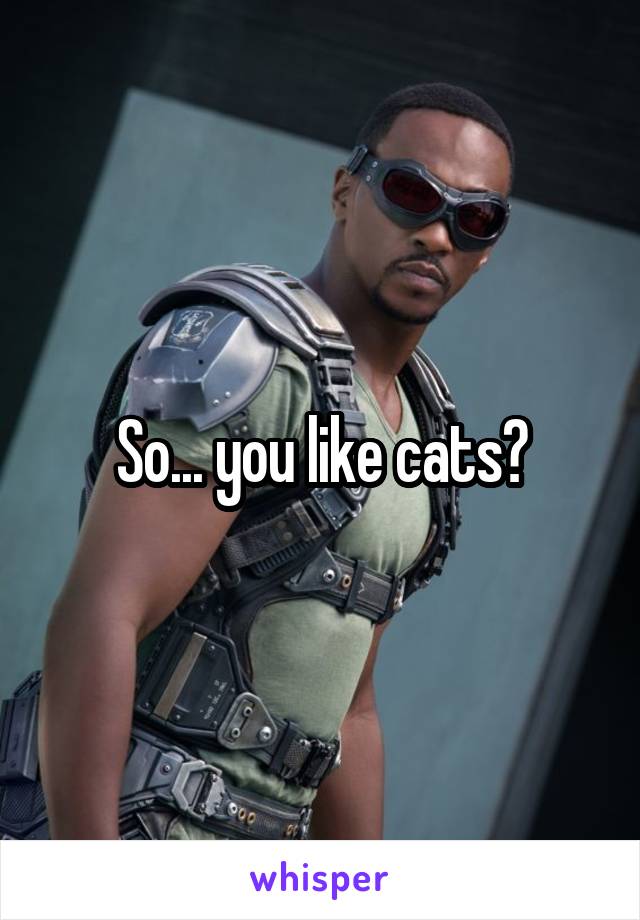 So... you like cats?