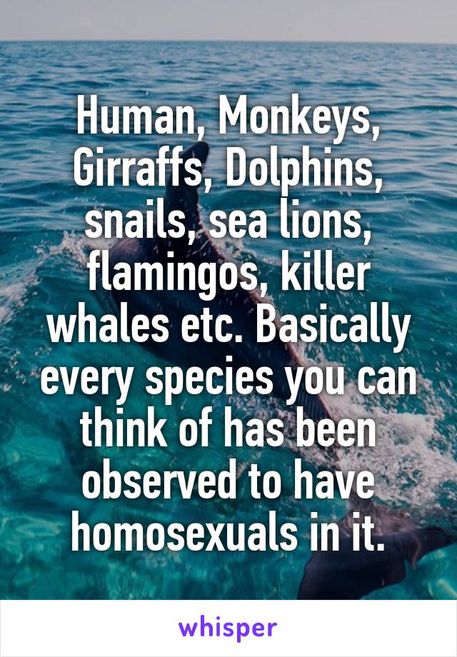 Human, Monkeys, Girraffs, Dolphins, snails, sea lions, flamingos, killer whales etc. Basically every species you can think of has been observed to have homosexuals in it.