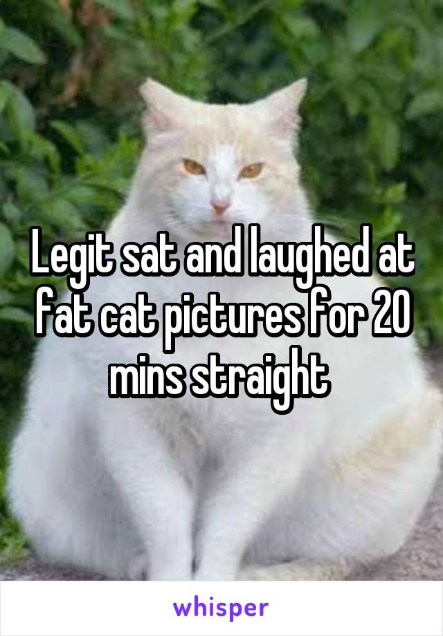 Legit sat and laughed at fat cat pictures for 20 mins straight 