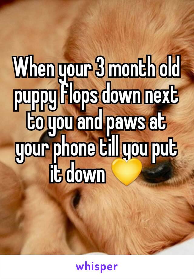 When your 3 month old puppy flops down next to you and paws at your phone till you put it down 💛