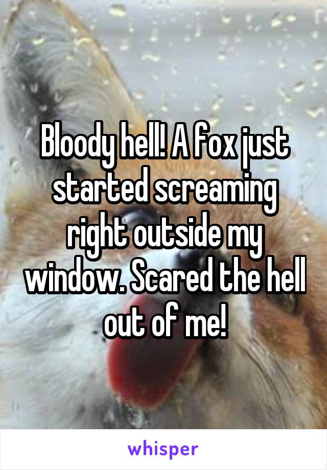 Bloody hell! A fox just started screaming right outside my window. Scared the hell out of me!