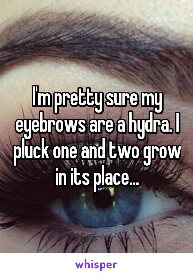 I'm pretty sure my eyebrows are a hydra. I pluck one and two grow in its place...