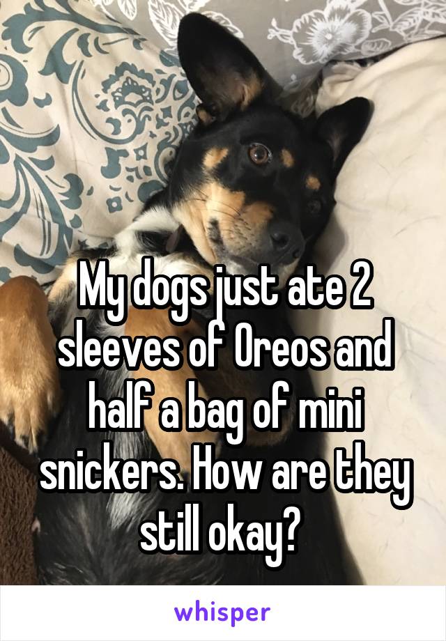 


My dogs just ate 2 sleeves of Oreos and half a bag of mini snickers. How are they still okay? 