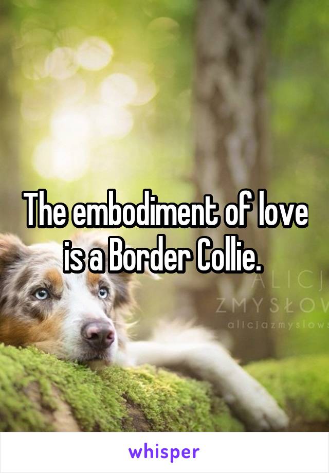 The embodiment of love is a Border Collie. 