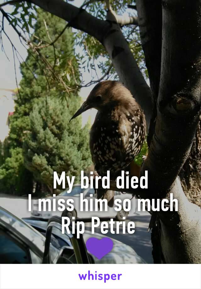 My bird died
 I miss him so much
Rip Petrie 
💜