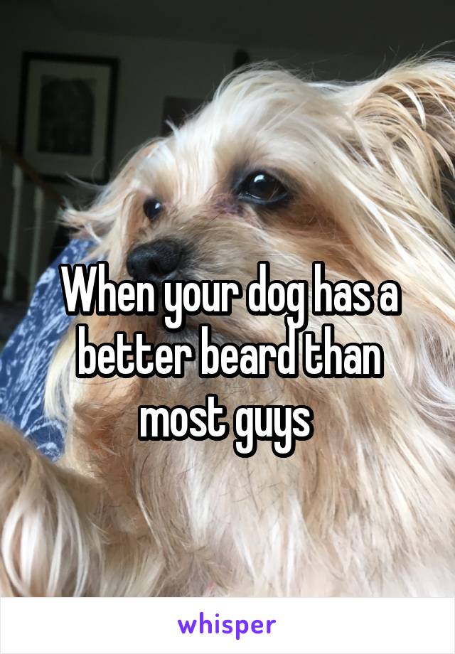 
When your dog has a better beard than most guys 