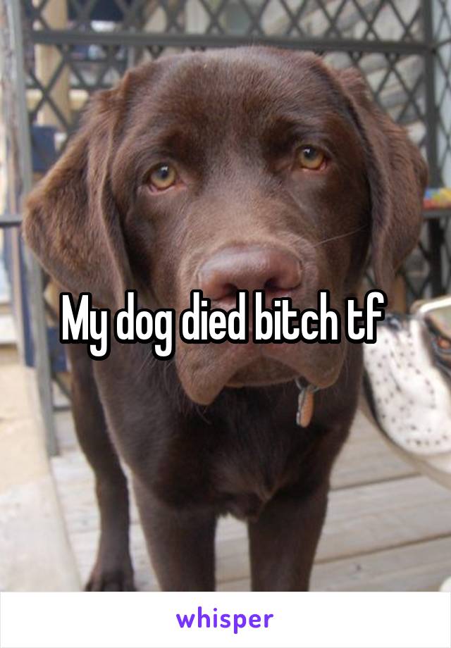 My dog died bitch tf 