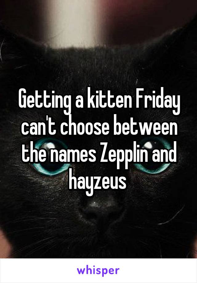 Getting a kitten Friday can't choose between the names Zepplin and hayzeus 