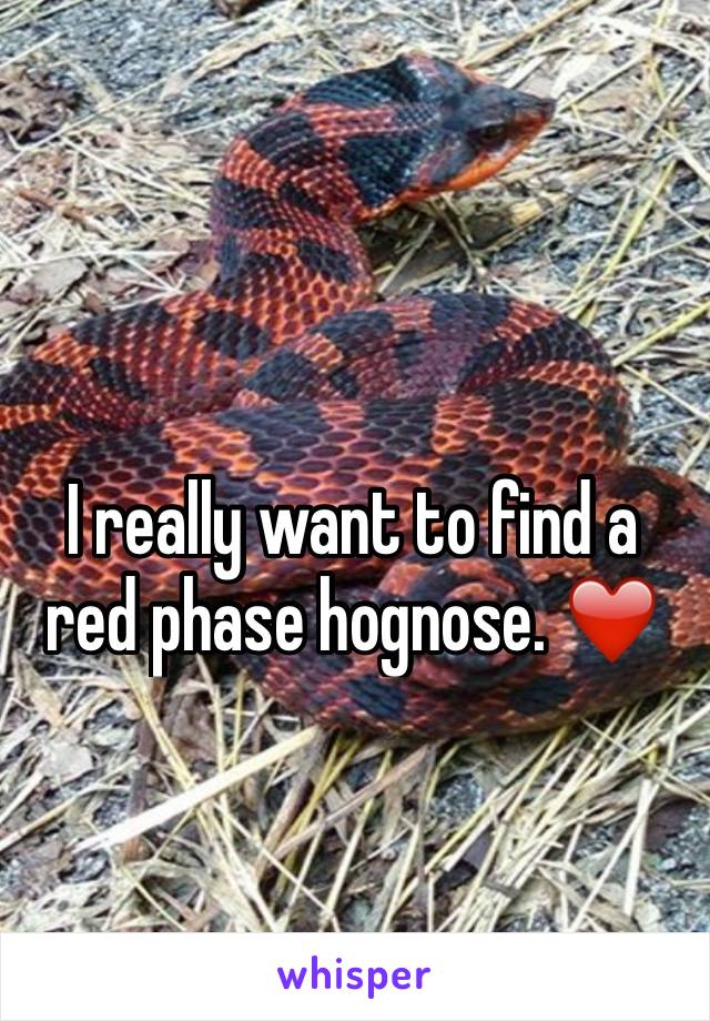 I really want to find a red phase hognose. ❤️