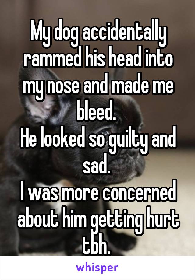My dog accidentally rammed his head into my nose and made me bleed. 
He looked so guilty and sad. 
I was more concerned about him getting hurt tbh. 