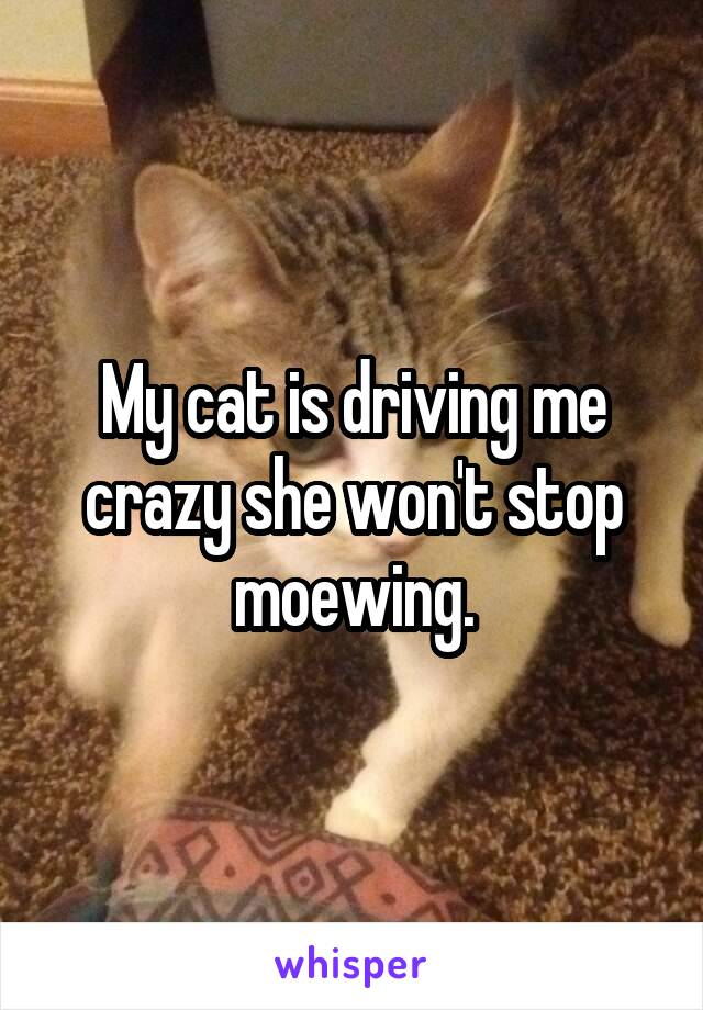 My cat is driving me crazy she won't stop moewing.