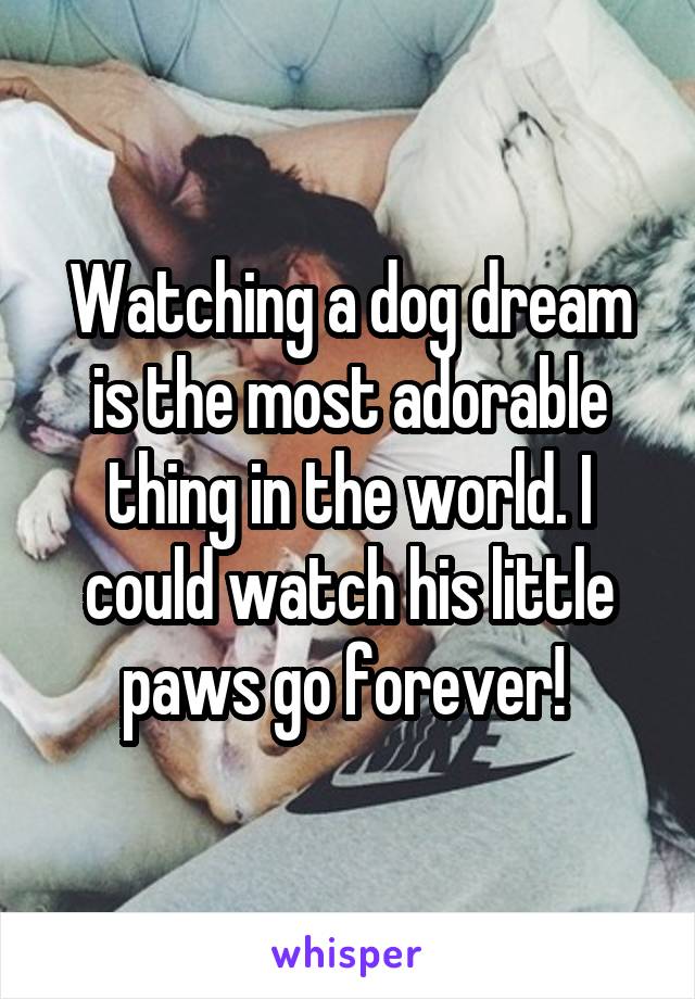 Watching a dog dream is the most adorable thing in the world. I could watch his little paws go forever! 