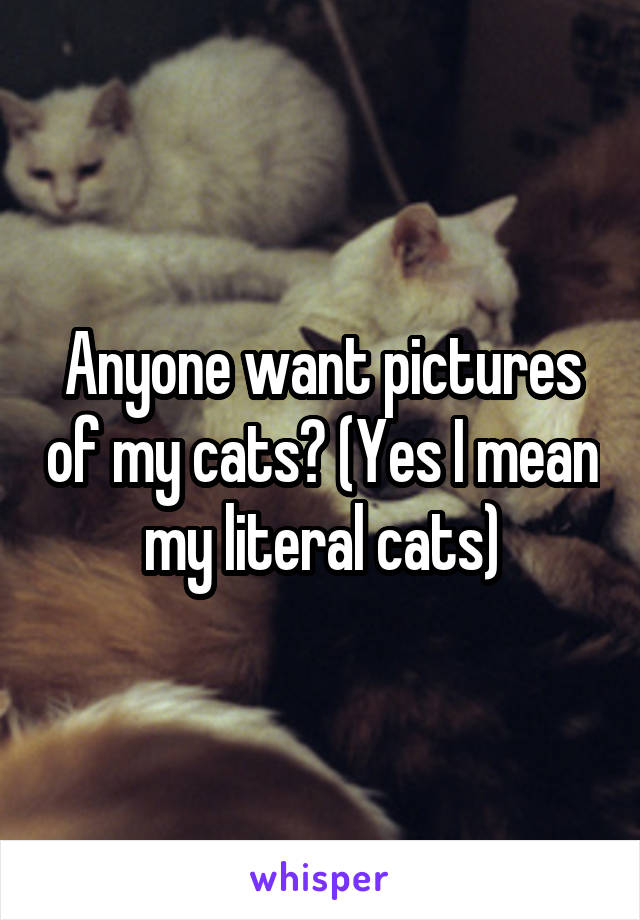 Anyone want pictures of my cats? (Yes I mean my literal cats)
