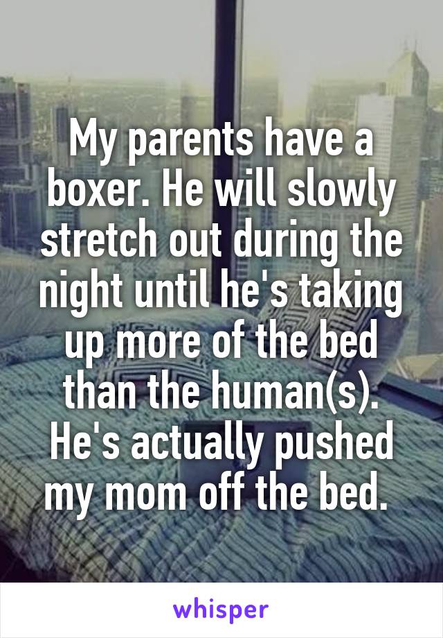 My parents have a boxer. He will slowly stretch out during the night until he's taking up more of the bed than the human(s). He's actually pushed my mom off the bed. 