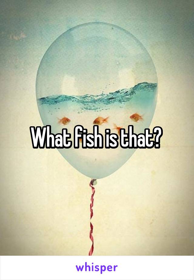 What fish is that? 