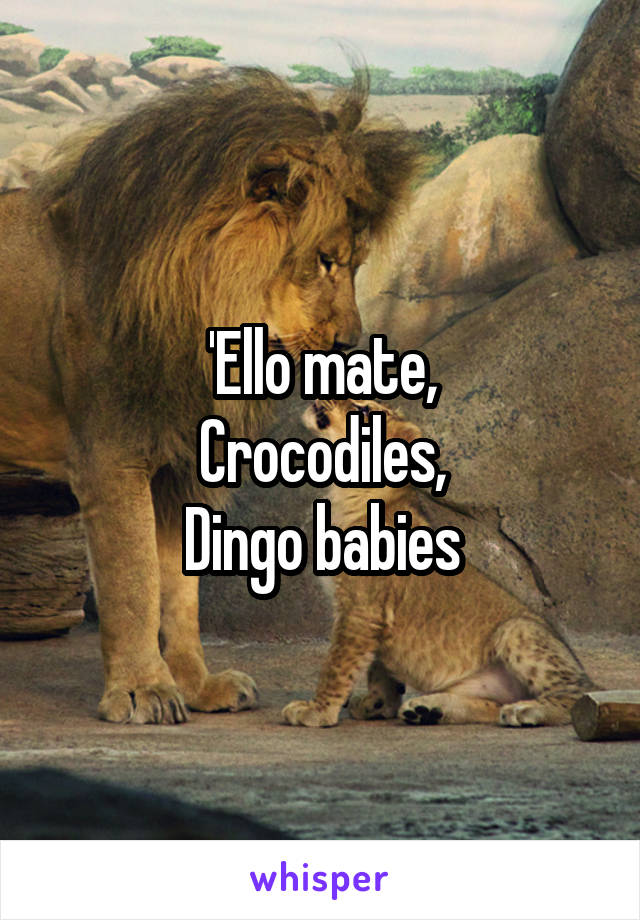 'Ello mate,
Crocodiles,
Dingo babies