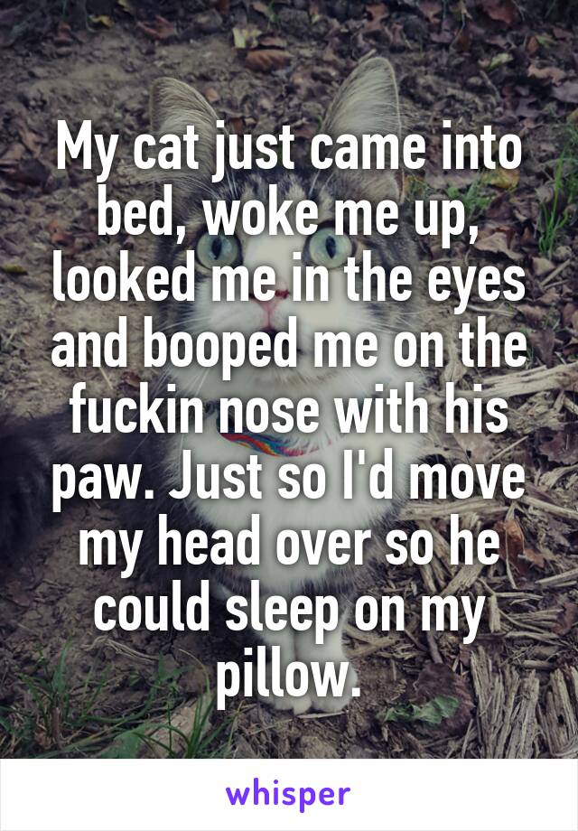 My cat just came into bed, woke me up, looked me in the eyes and booped me on the fuckin nose with his paw. Just so I'd move my head over so he could sleep on my pillow.