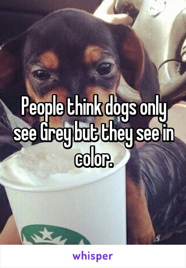 People think dogs only see Grey but they see in color.