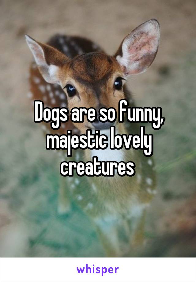 Dogs are so funny, majestic lovely creatures 