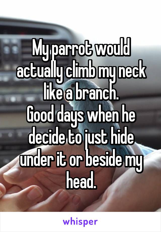 My parrot would actually climb my neck like a branch.
Good days when he decide to just hide under it or beside my head.