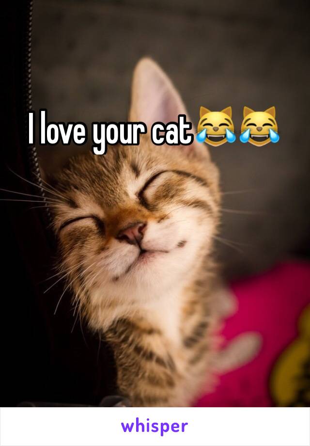 I love your cat😹😹