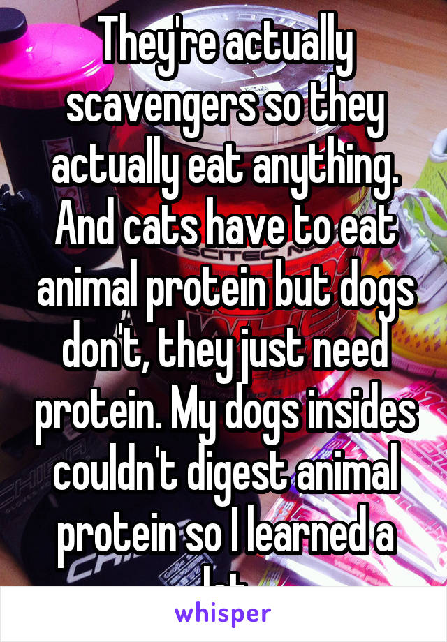 They're actually scavengers so they actually eat anything. And cats have to eat animal protein but dogs don't, they just need protein. My dogs insides couldn't digest animal protein so I learned a lot