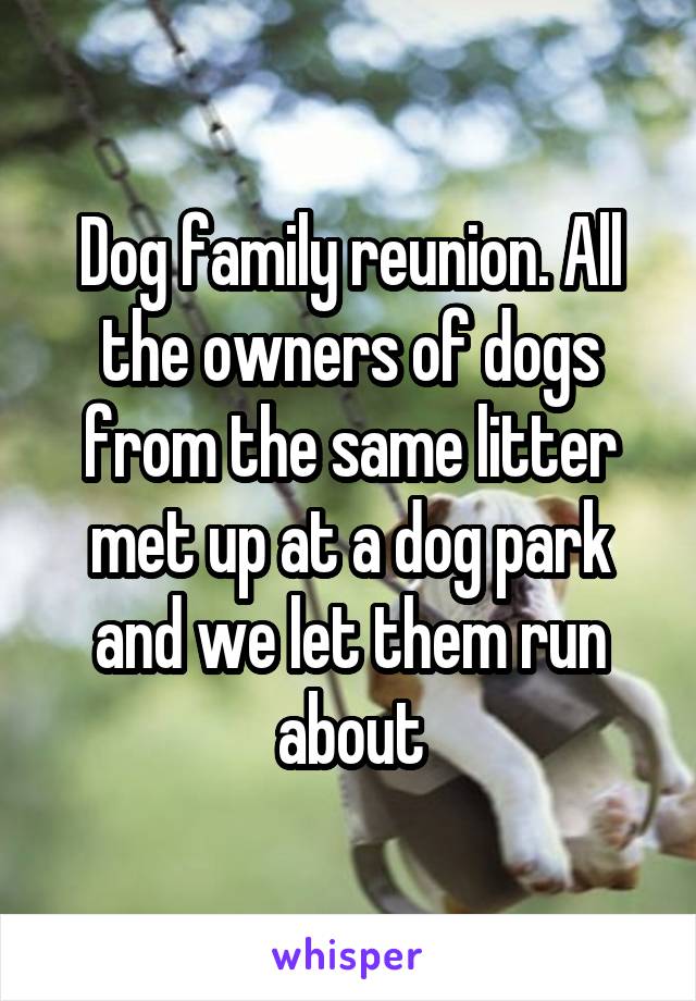 Dog family reunion. All the owners of dogs from the same litter met up at a dog park and we let them run about