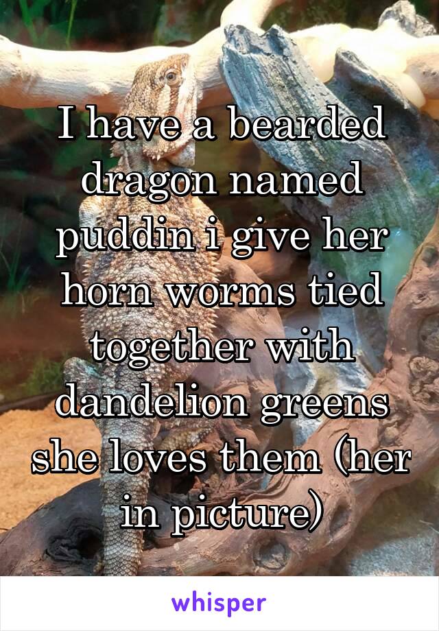 I have a bearded dragon named puddin i give her horn worms tied together with dandelion greens she loves them (her in picture)